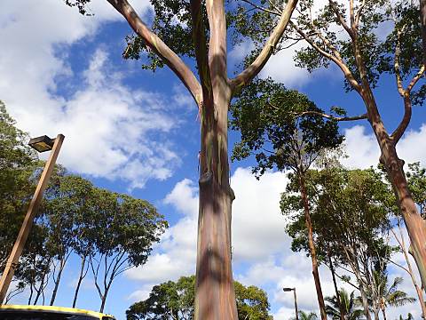 レインボーユーカリ